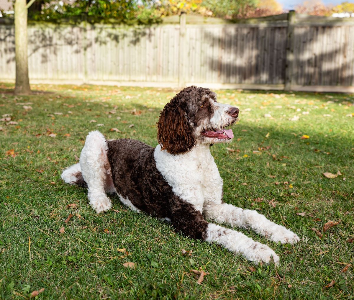 Adult brown and white bernedoodle dog