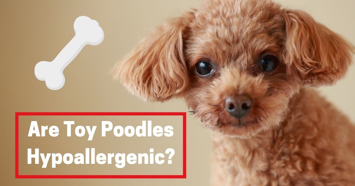 are toy poodles hypoallergenic