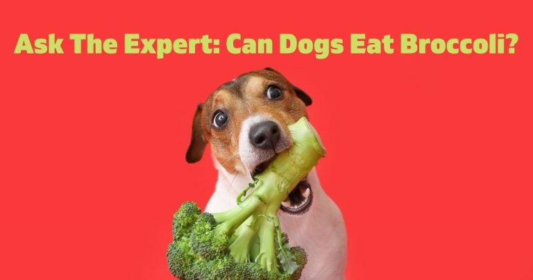 Can Dogs Eat Broccoli