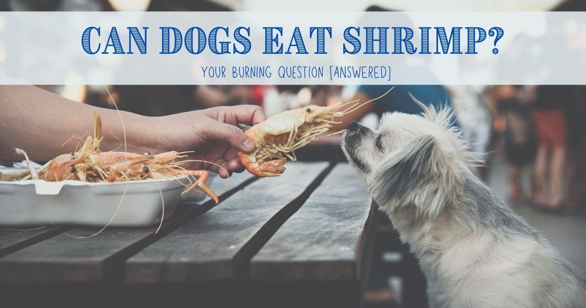 Can Dogs Eat Shrimp