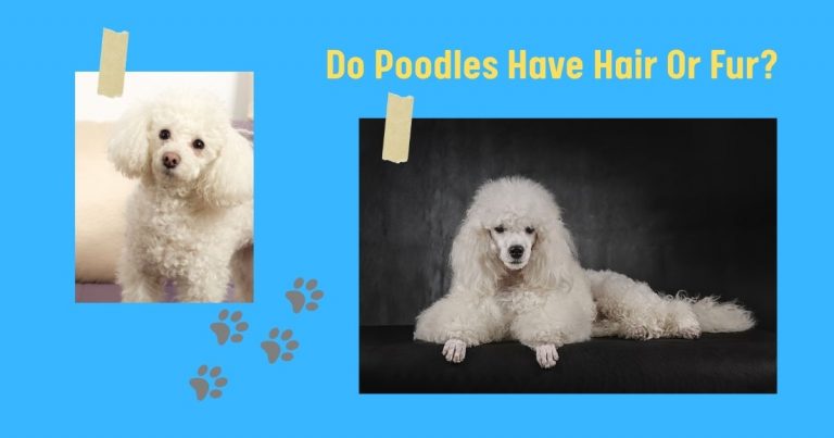 do poodles have hair or fur