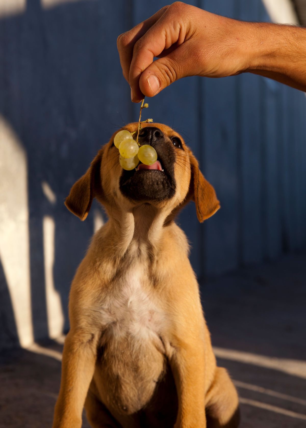 Dog Eating Grapes
