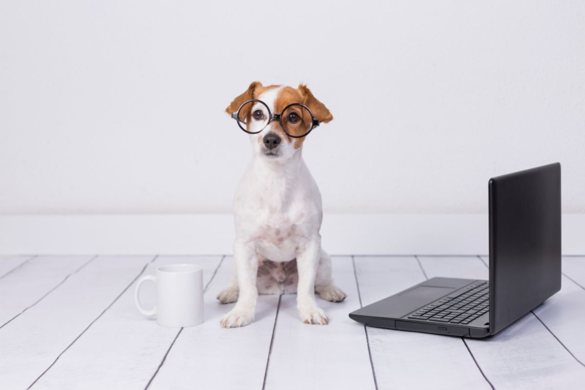 Dog Sitting Beside a Laptop and Coffee Cup