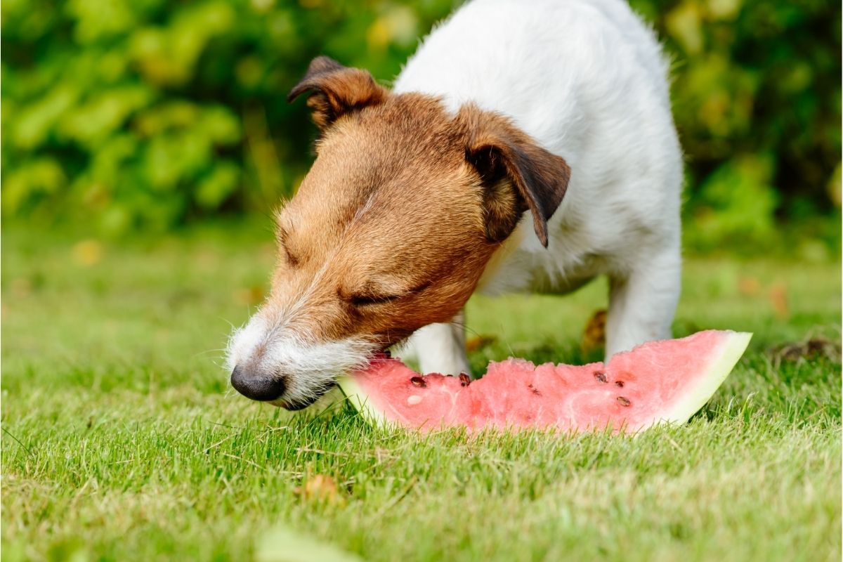 Dog enjoys eating slice of watermelon
