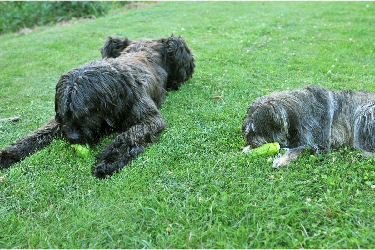 Dogs eating cucumbers