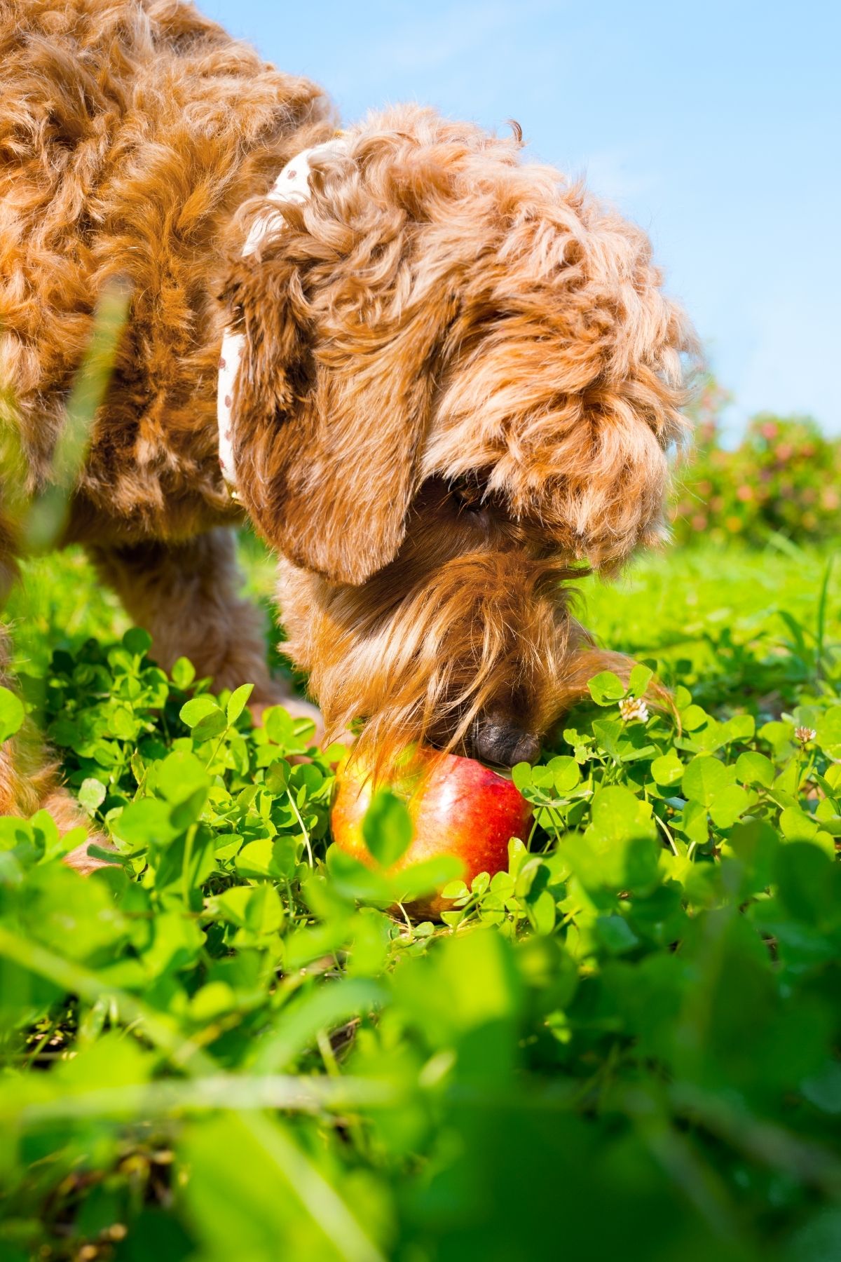 Goldendoodle Eating an Apple