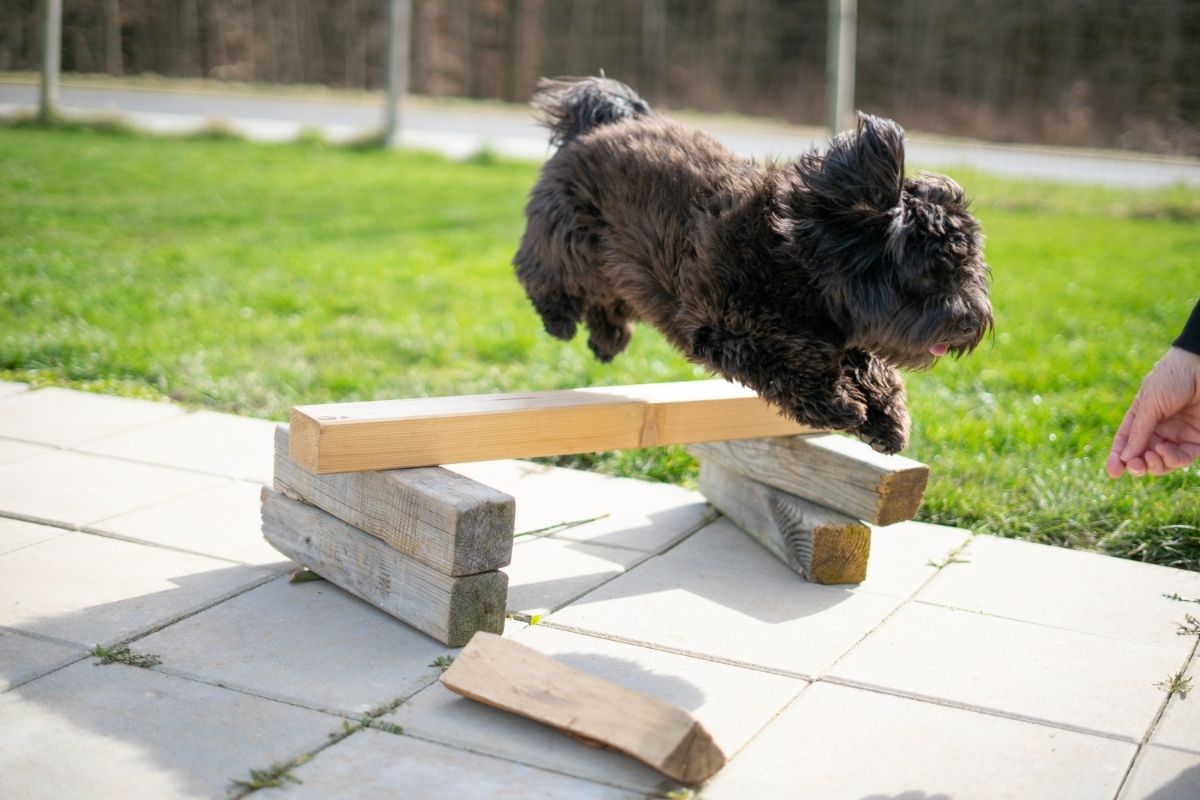 Havapoo dog jumping exercise