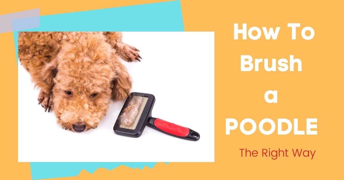 how to brush a poodle