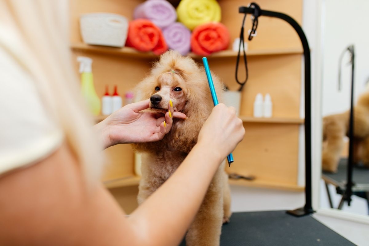 Poodle getting groomed