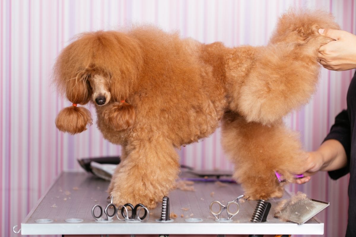 Poodle grooming treatment