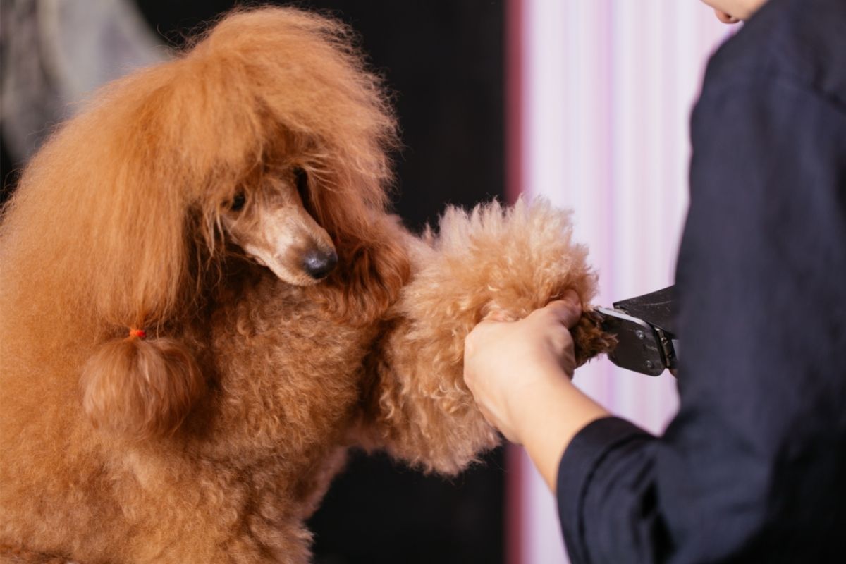 Poodle grooming treatment