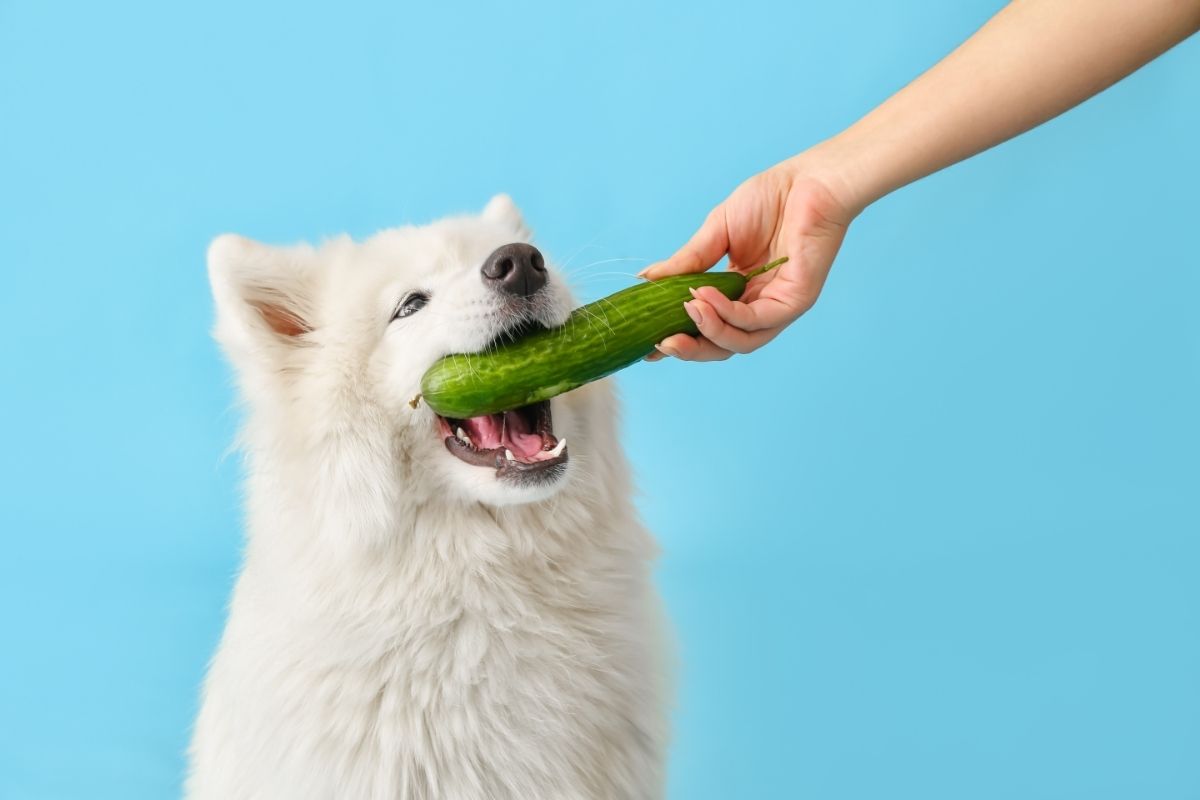 Samoyed Dog with Cucumber