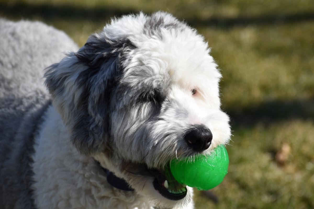 Sheepadoodle Puppy playing with ball