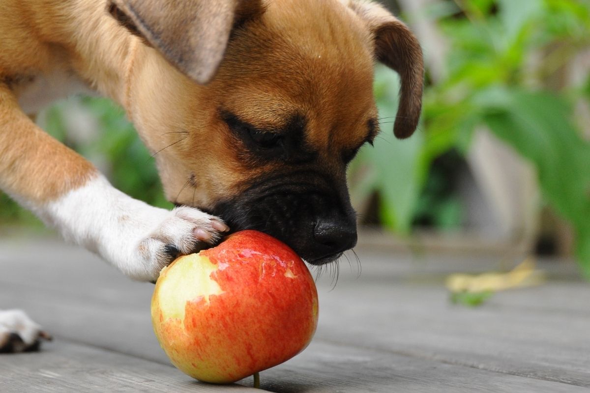 Small dog eating an apple