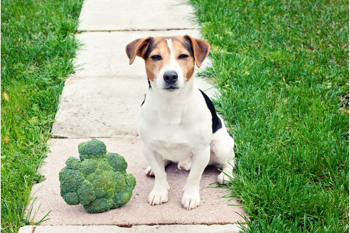 Terrier Dog Sitting with Broccoli