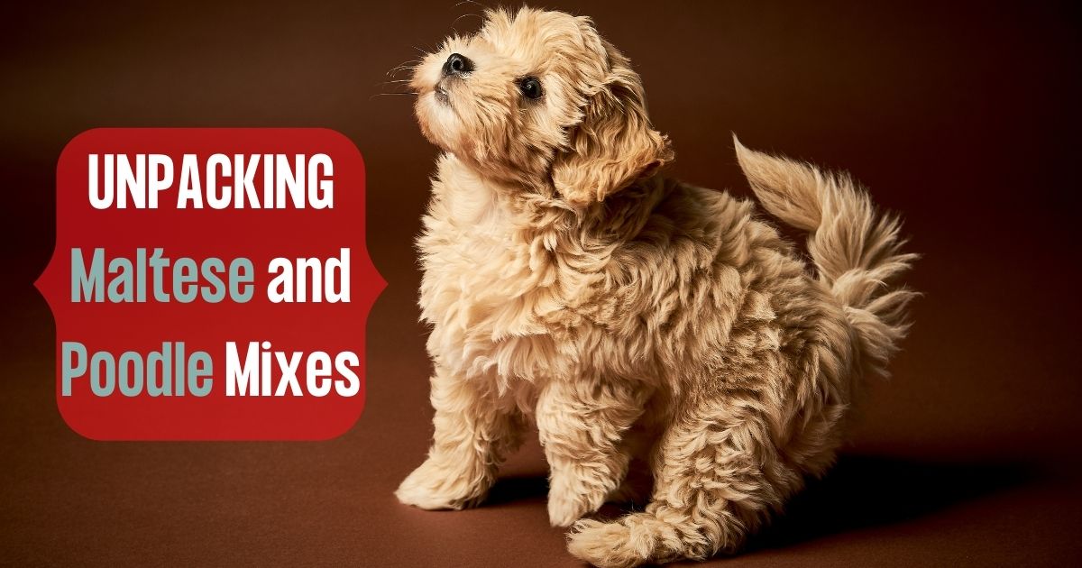 maltese and poodle mixes