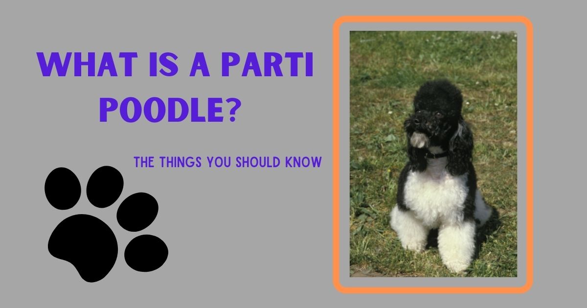 what is a parti poodle