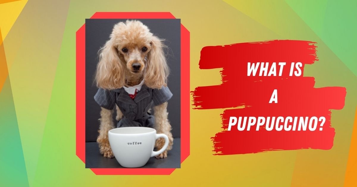 what is a puppuccino