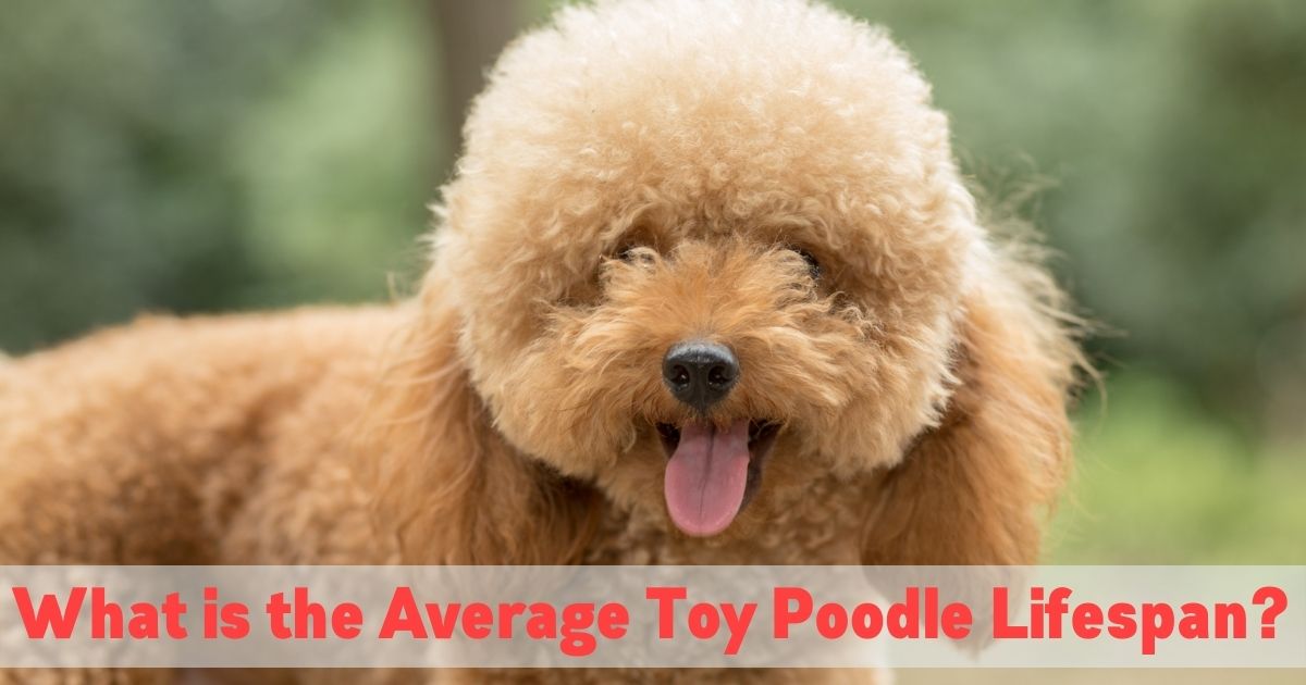 toy poodle lifespan