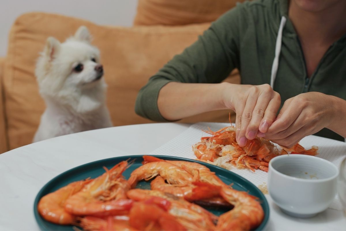 White Dog Eating Shrimps
