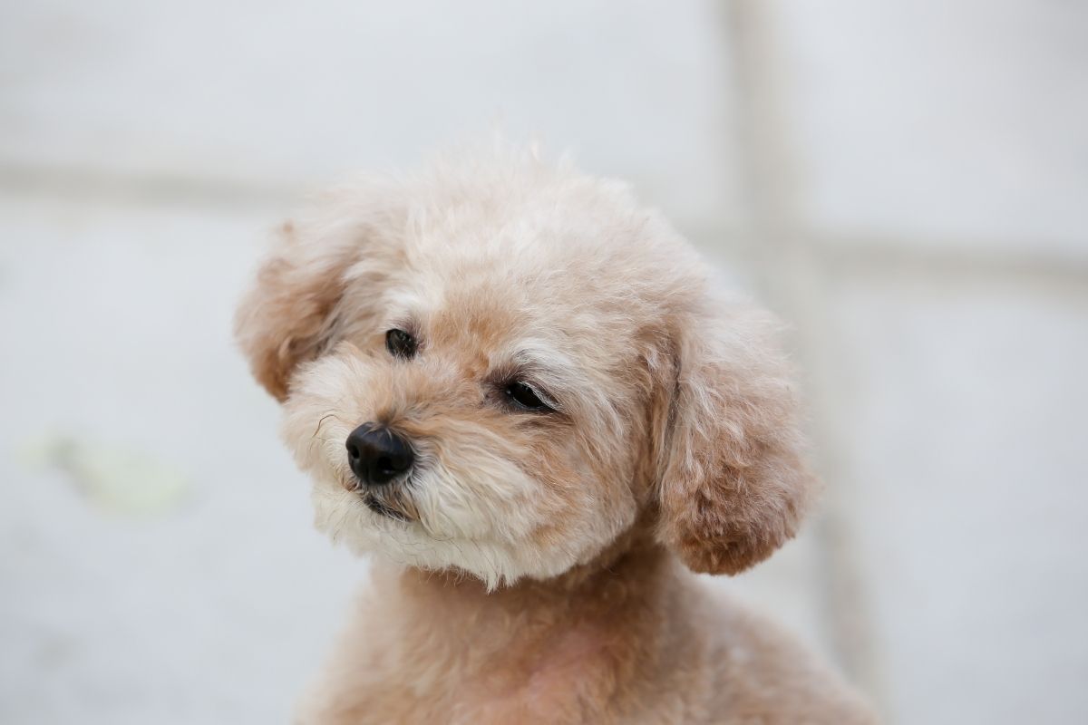 Brown Toy poodle