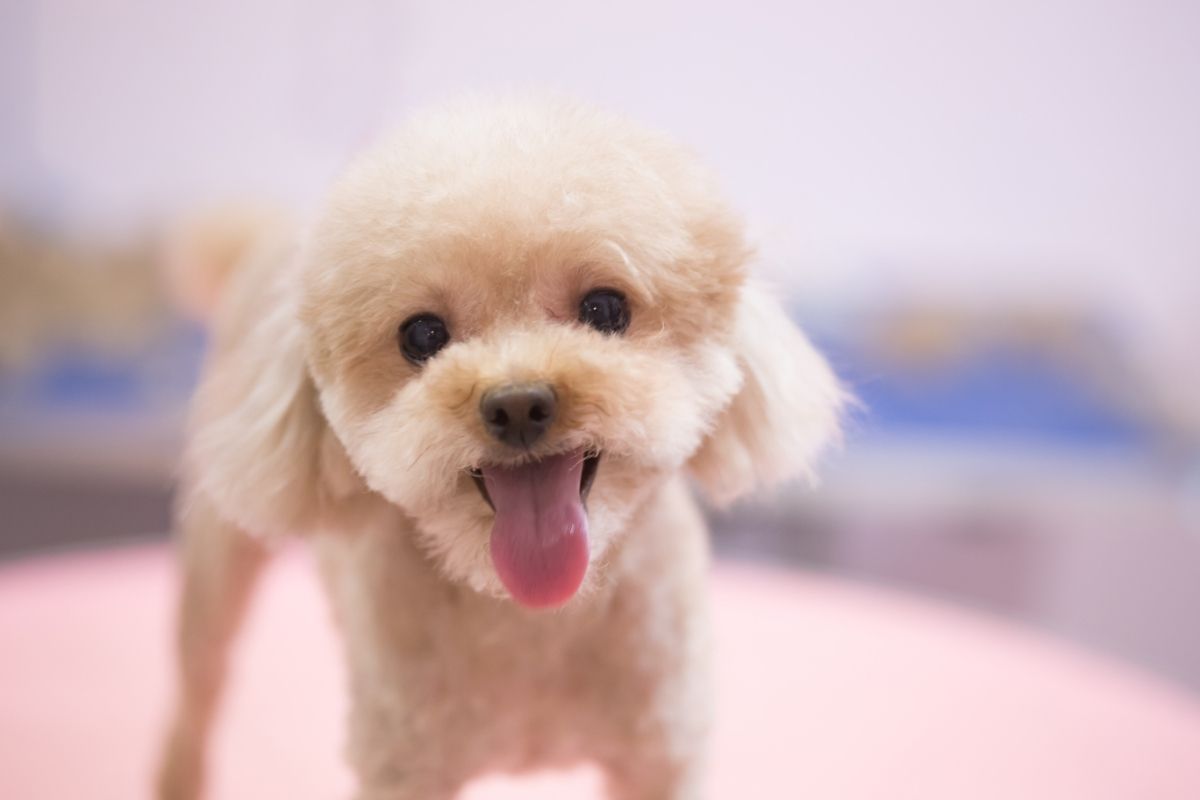 happy toy poodle