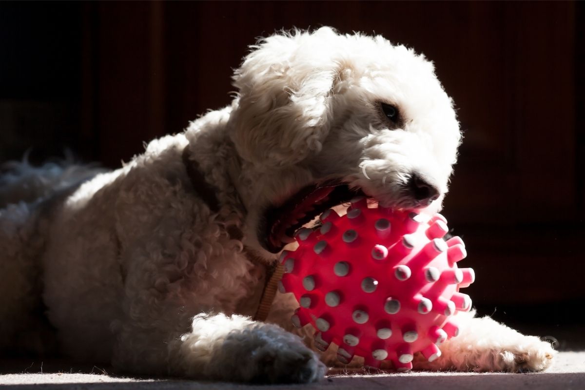 poodle biting a ball