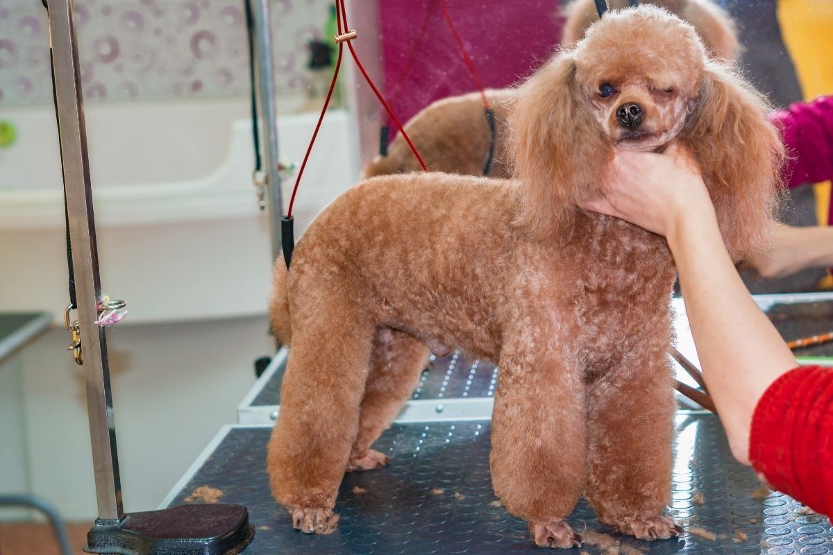 poodle haircut