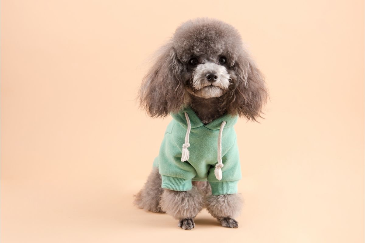 poodle with blouse