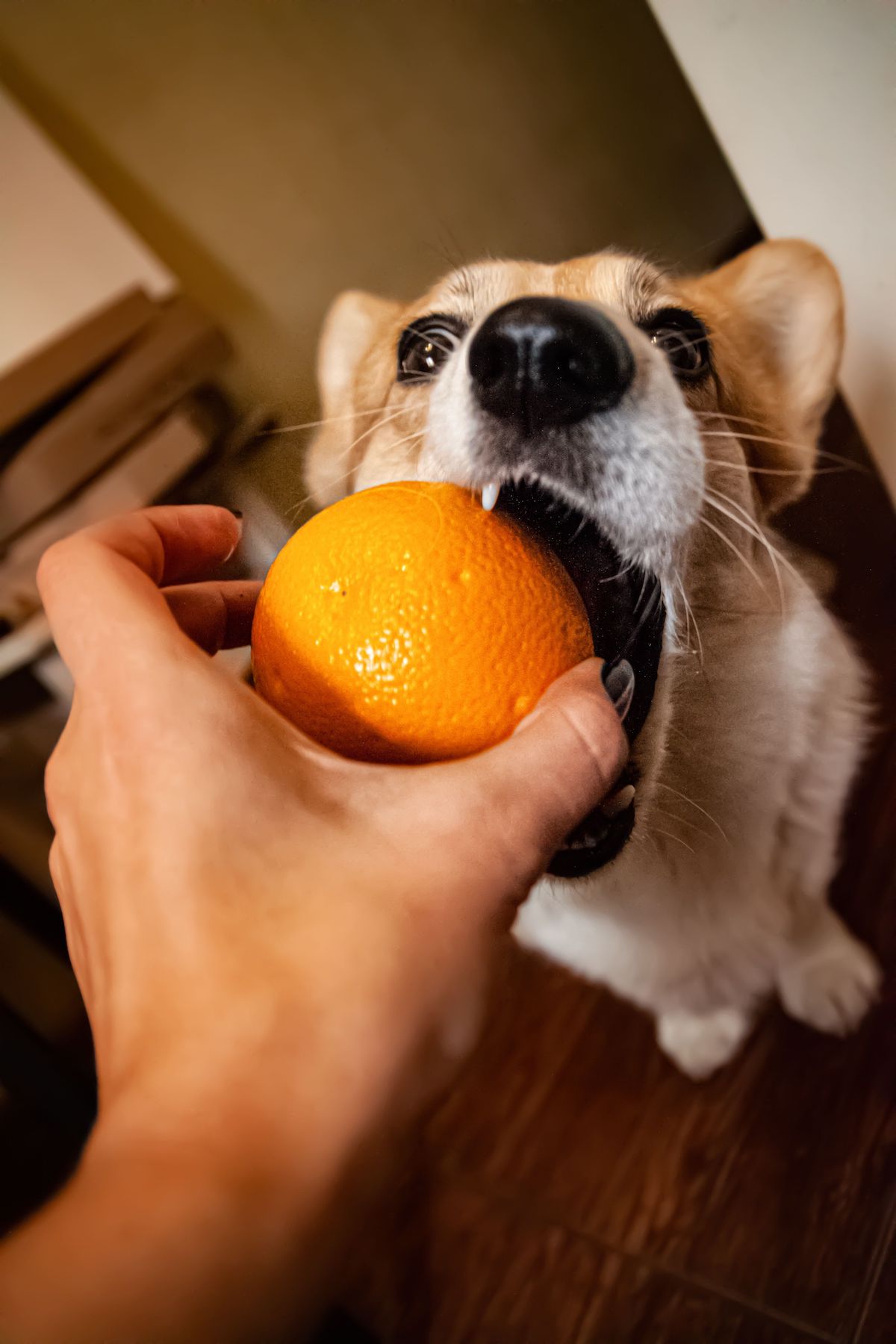 pretty dog eats orange