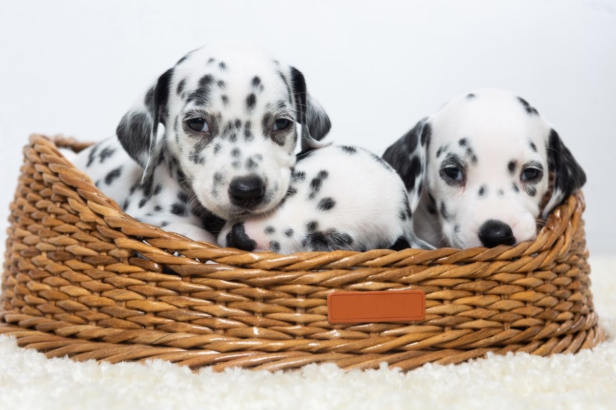 three little dalmatian poodles