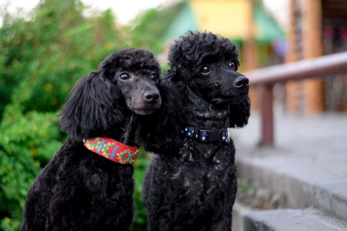 two sitting black poodle