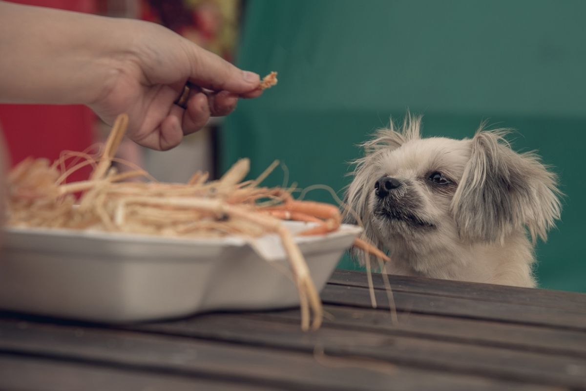 women feeding dog with shrimps
