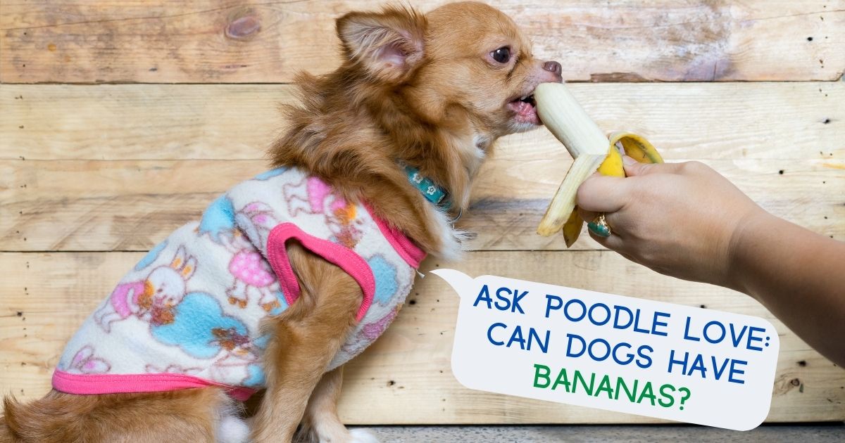 can dogs have bananas
