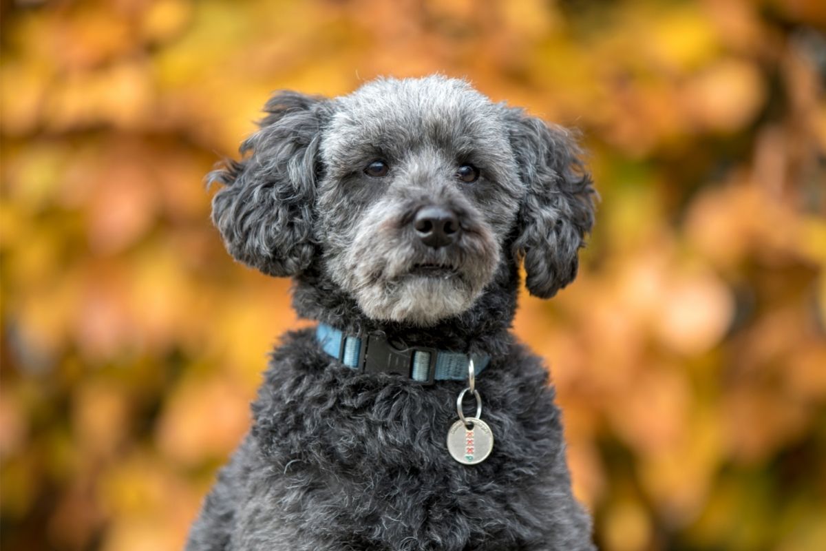 grey schnoodle in autumn park