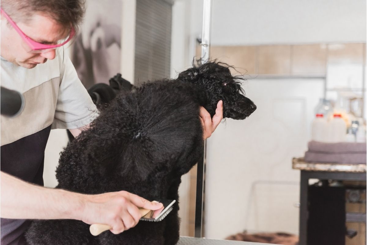 Man grooming black poodle