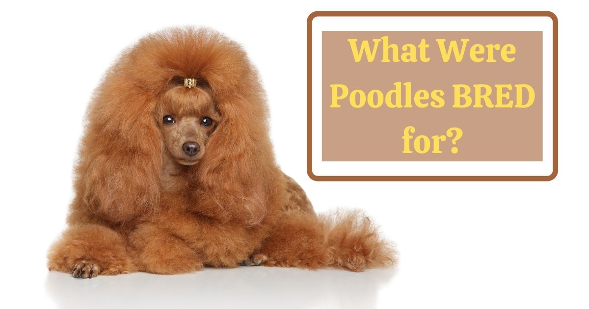 what were poodles bred for