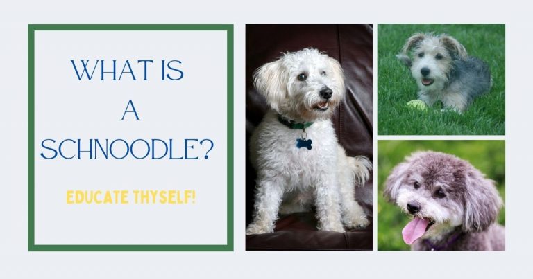 what is a schnoodle