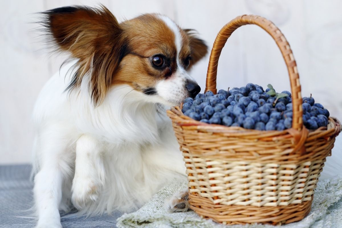 dog sniffs berries