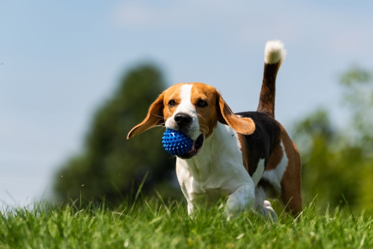 Beagle Dog Playing