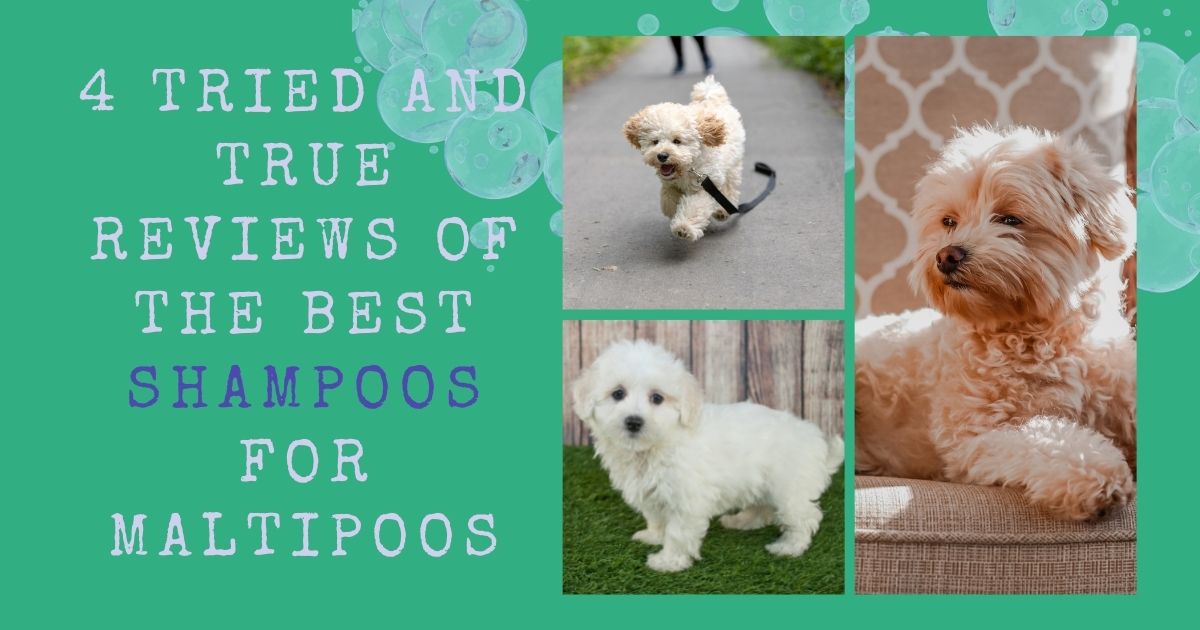 best shampoos for maltipoo