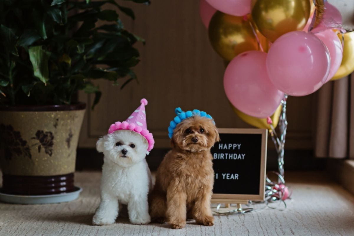 Bichon Frise and Teacup Poodle Dogs Celebrating Birthday