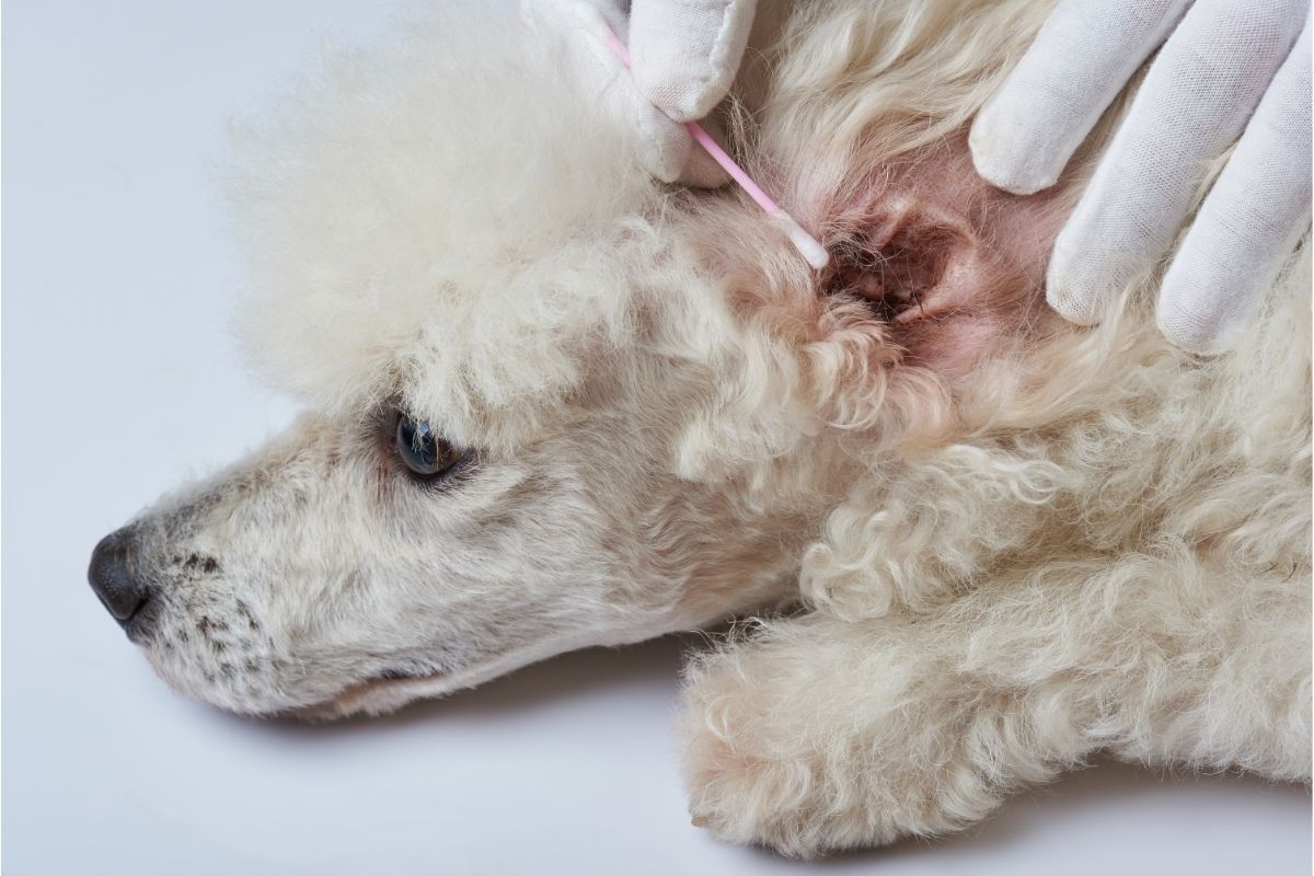 Cleaning poodle dog ear