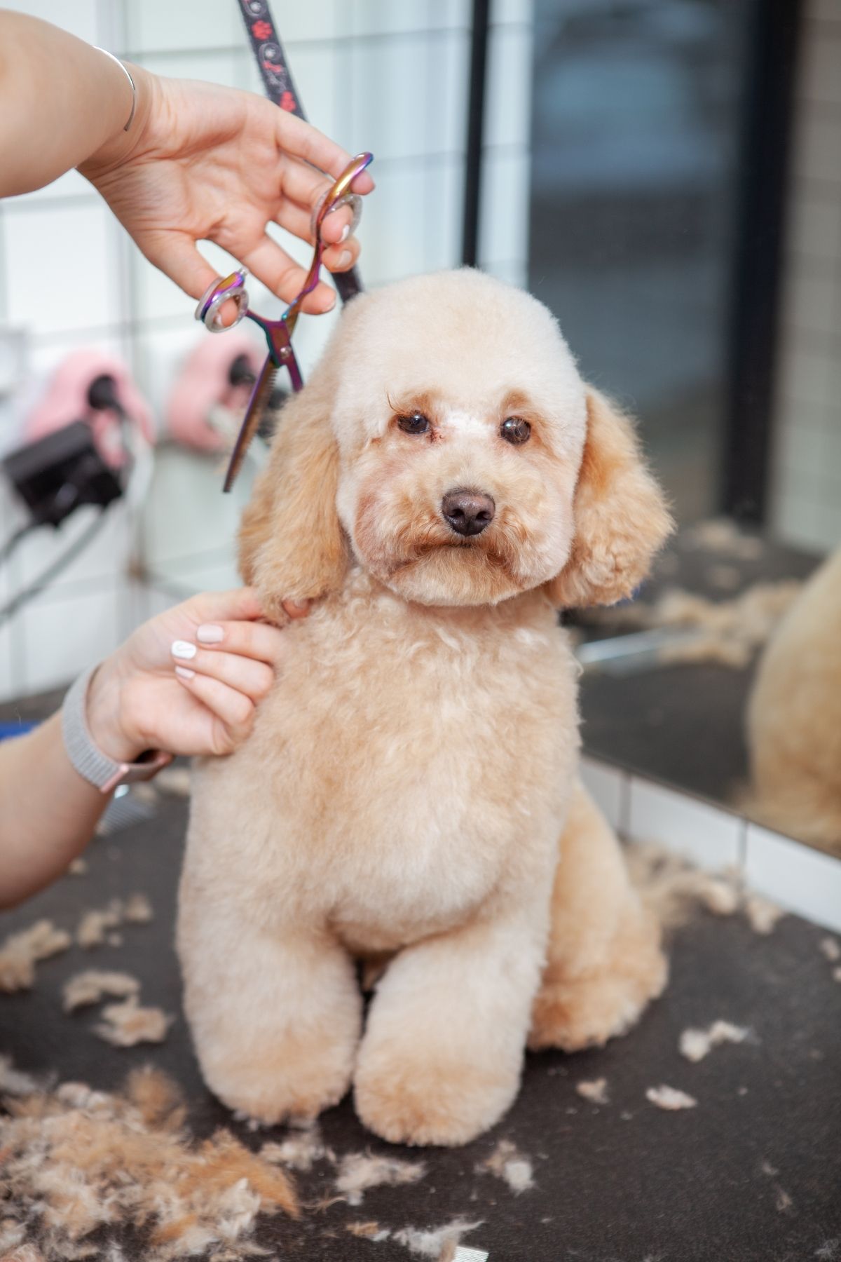 Cute poodle puppy gets groomed