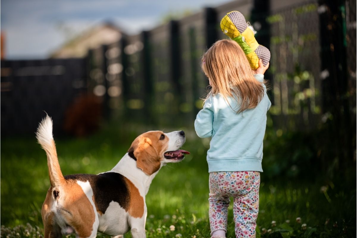 Girl Playing with Her Dog Beagle