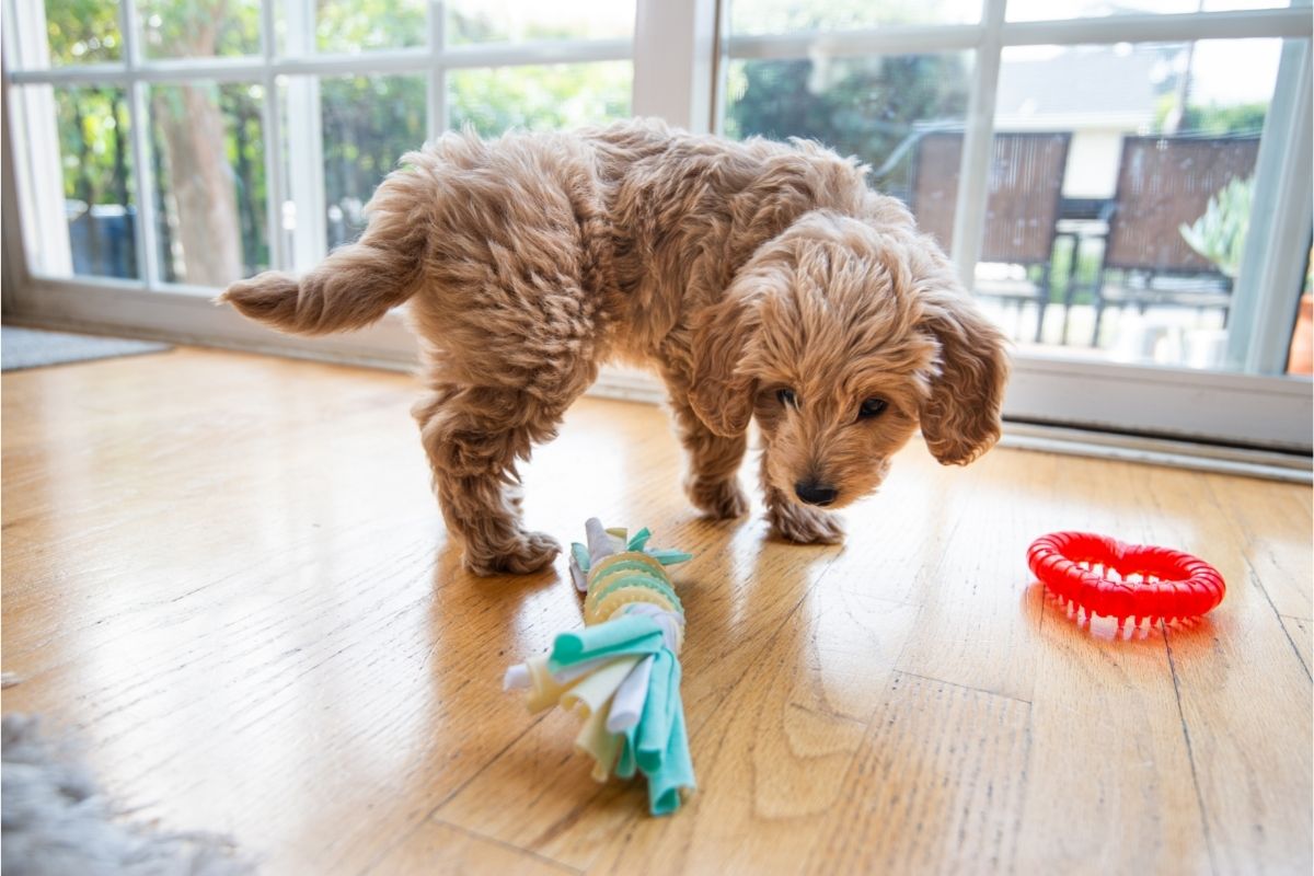 Golden Doodle Puppy Playing with Toys