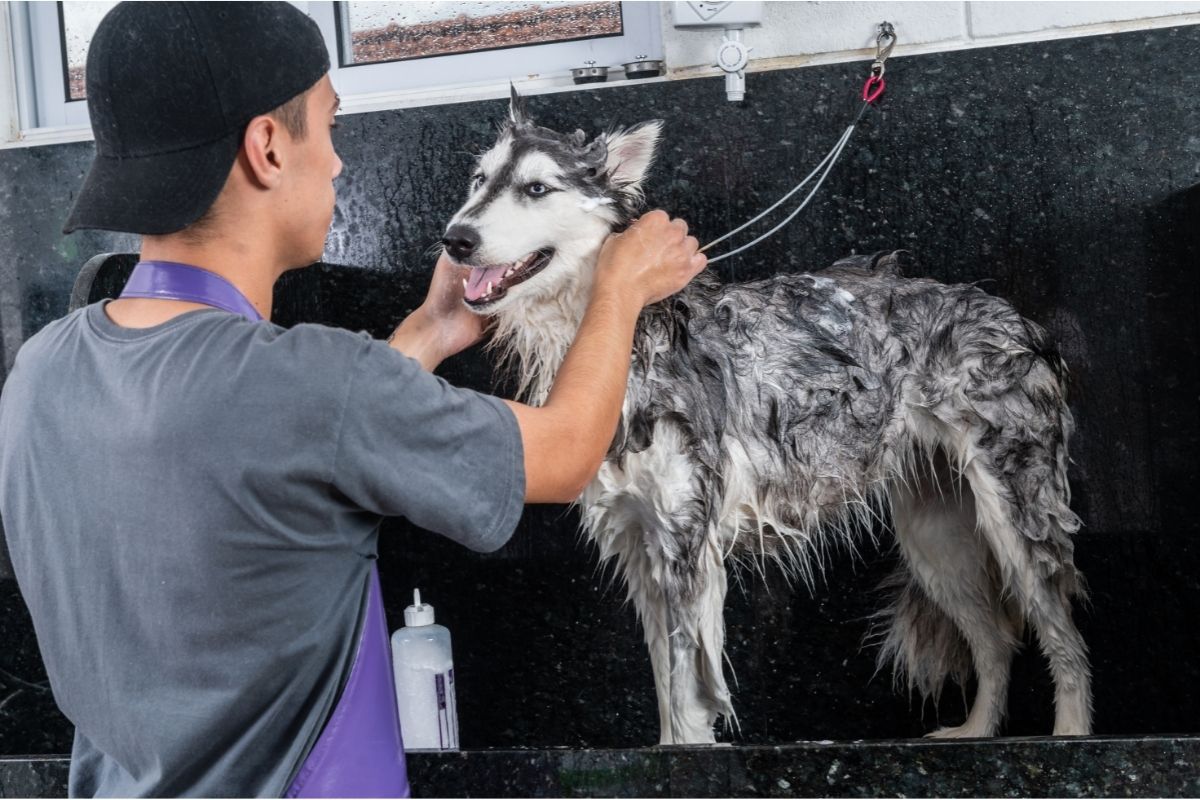 Groomer washing a siberian husky dog