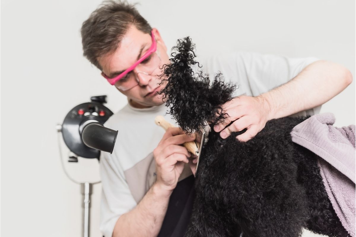 Man grooming black poodle