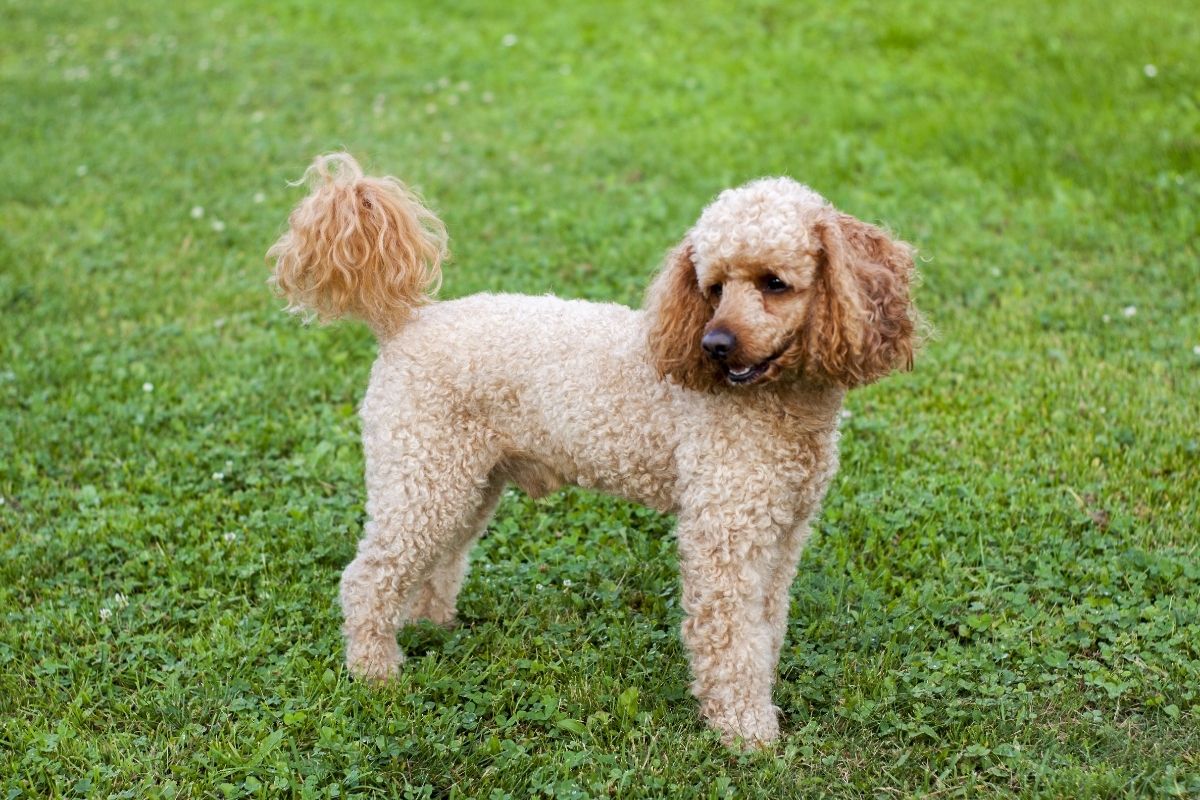 Medium Africo-colored poodle