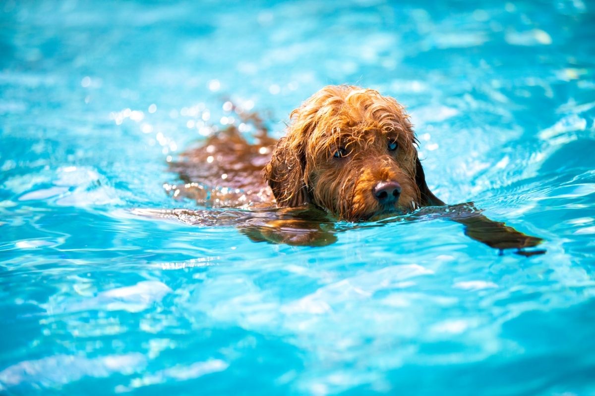 Mini Goldendoodle Swimming